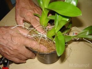 Aprenda a fazer transplante da sua orquidea