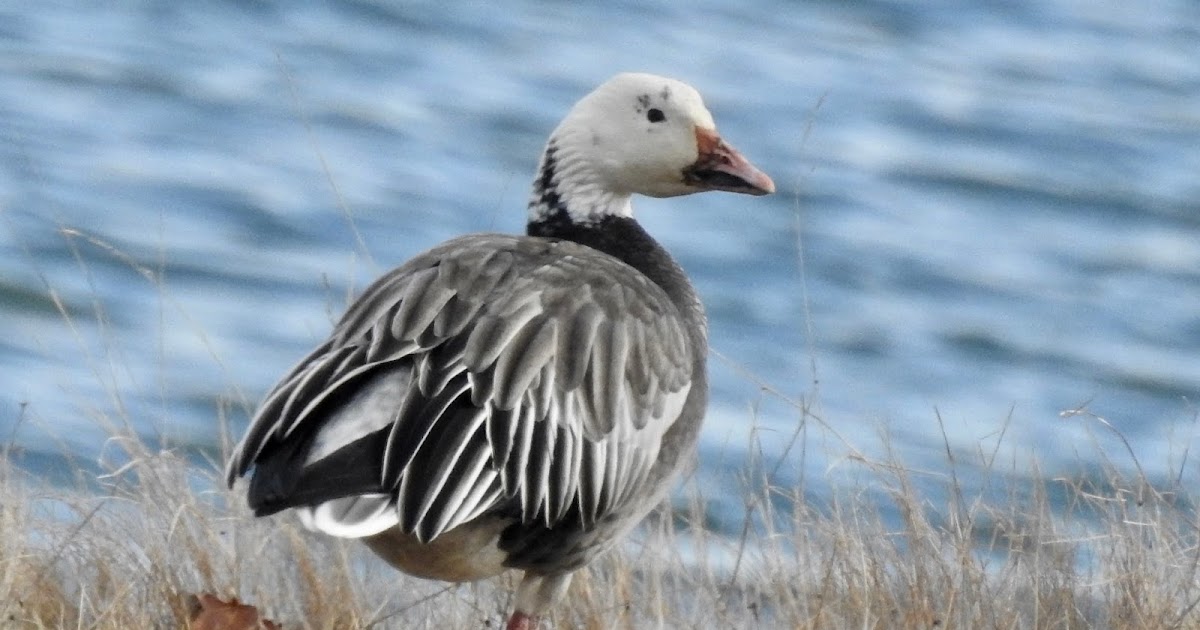 Bev's Nature Blog Snow Goose Blue Morph