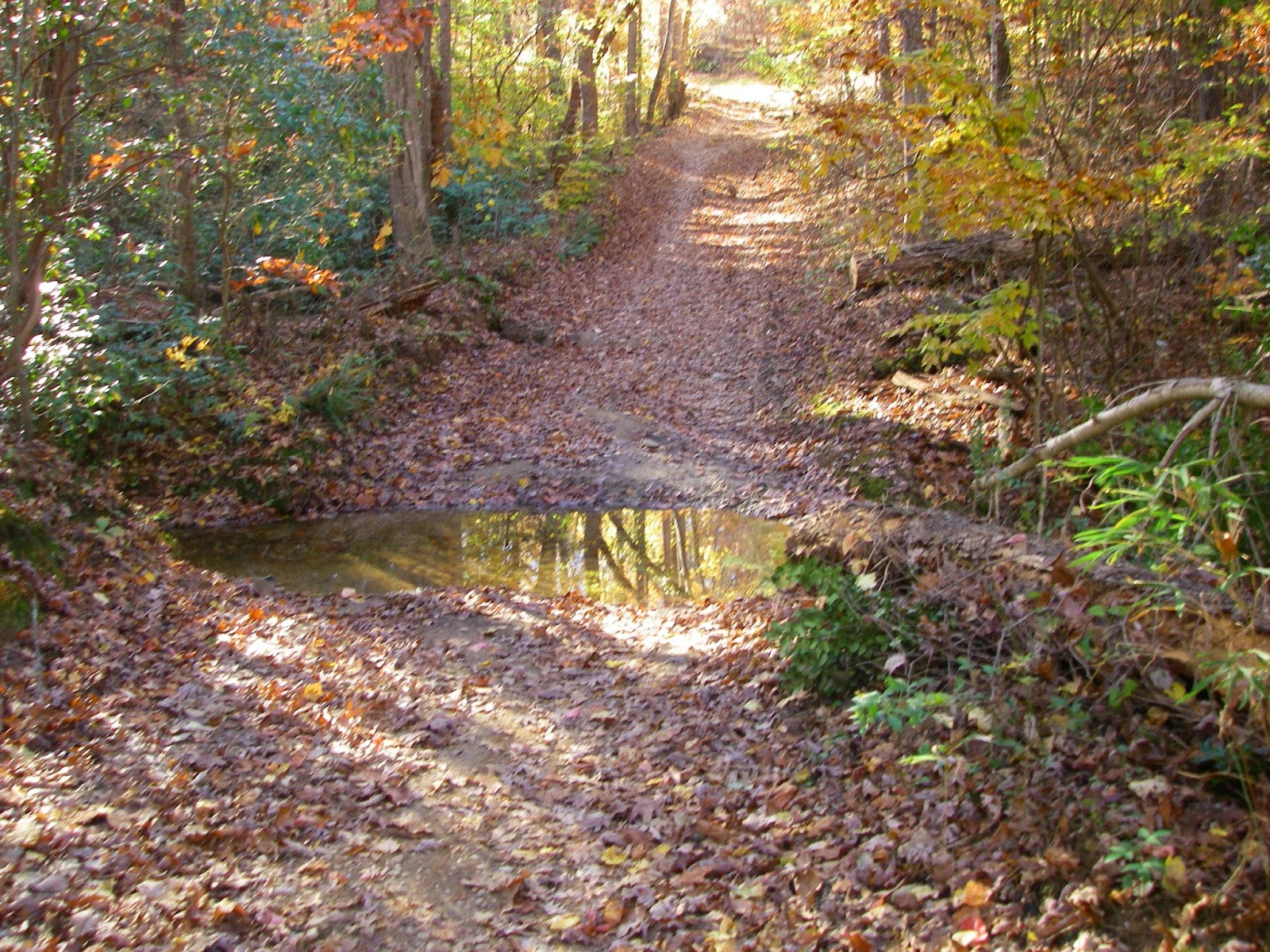 Mountain Biking Chicopee Woods