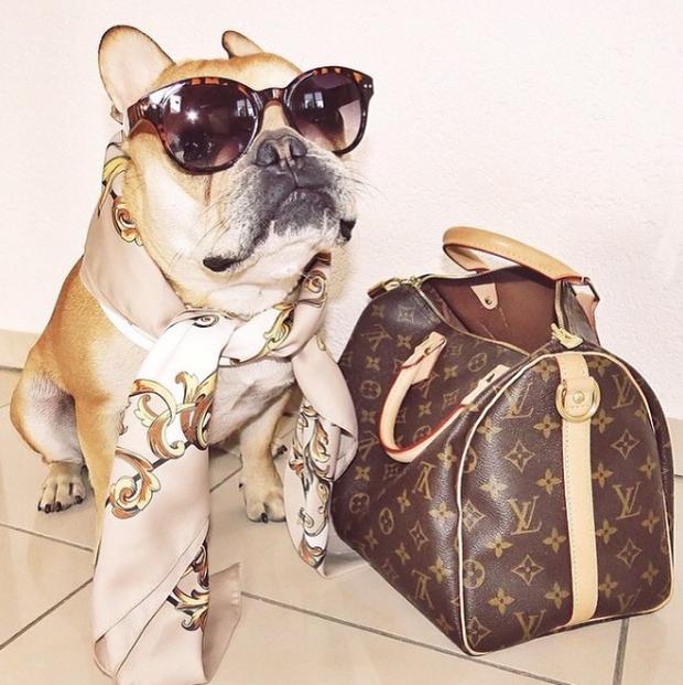 Cuộc sống sang chảnh đến phát ghen của hội... những chú chó nhà giàu trên Instagram