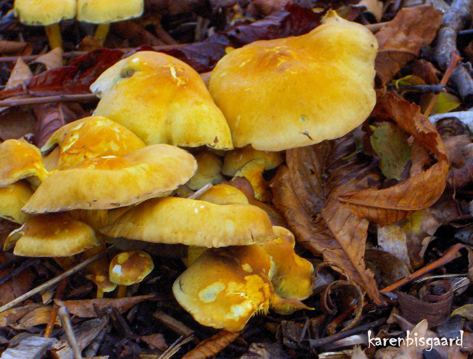 Karen`s Nature Photography Cluster of Yellow Mushrooms on Forest Floor.