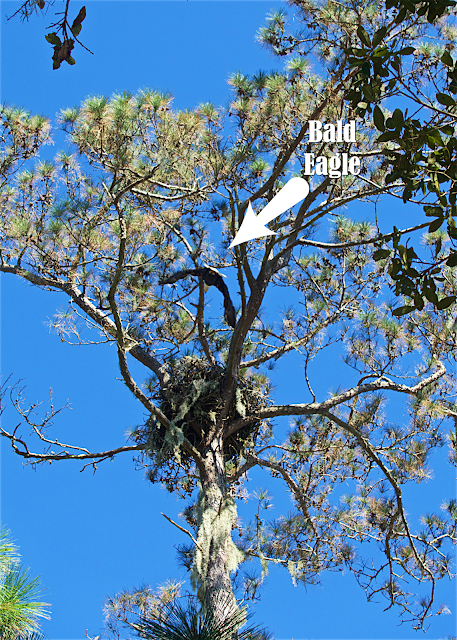 Bald Eagle siting on the course at TPC Sawgrass in Ponte Vedra, FL