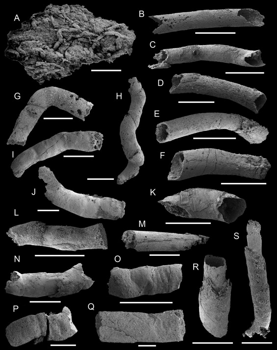The Dragon's Tales New Ediacaran NeoProterozoic "Shelly