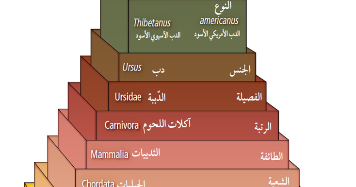 المجموعة الكبرى التي تصنف فيها المخلوقات الحية