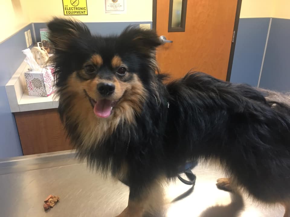 Marc Valdez Weblog Jasper, Waiting For The Vet, For Shots