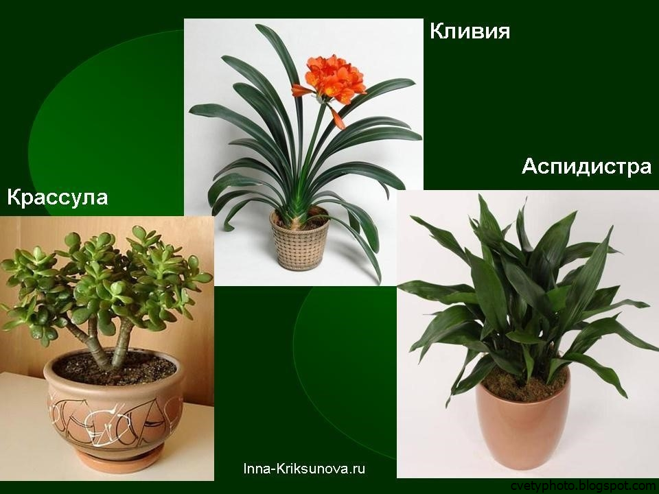 Виды комнатных цветков. Аспидистра и Кливия. Комнатные растения синазваниями. Названия домашних цветов с фотографиями. Название домашних цветов.