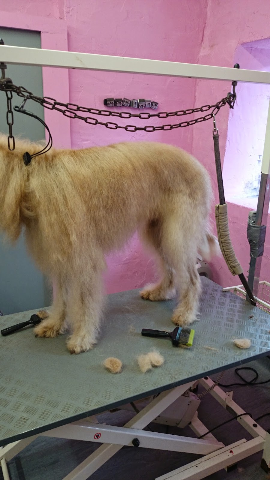 Alpoochino Dog Grooming: Shaggy Labradoodle