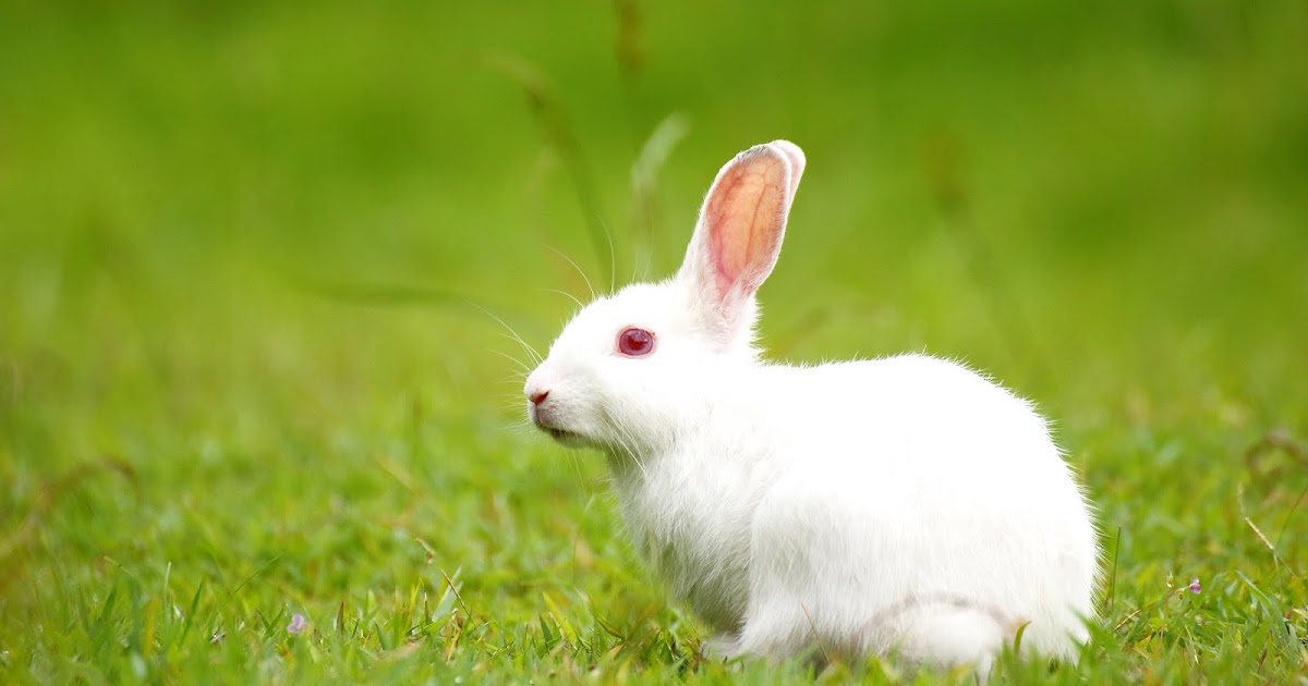 The meaning of seeing a white rabbit in a dream
