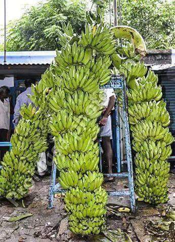Subhanallah, Tanaman-tanaman Ini Tumbuh di Luar Nalar Manusia