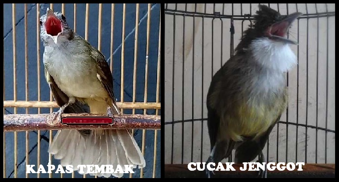 Perbedaan Burung Kapas Tembak Dan Cucak Jenggot Pakan Burung Joss
