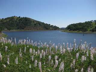 Lupine in bloom at the Chesbro Reservoir, Morgan Hill, California