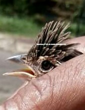 Zona Tips Indonesia Cara Membedakan Jenis Kelamin Burung