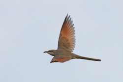 cuckoo billed flight flying yellow bird migration fall wings