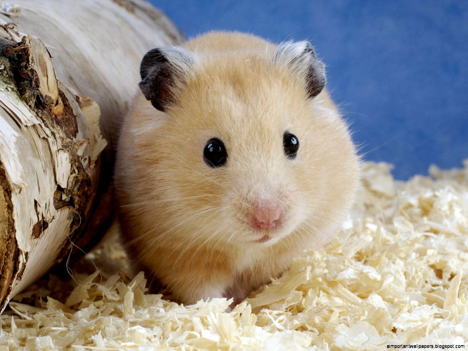 Golden Hamster