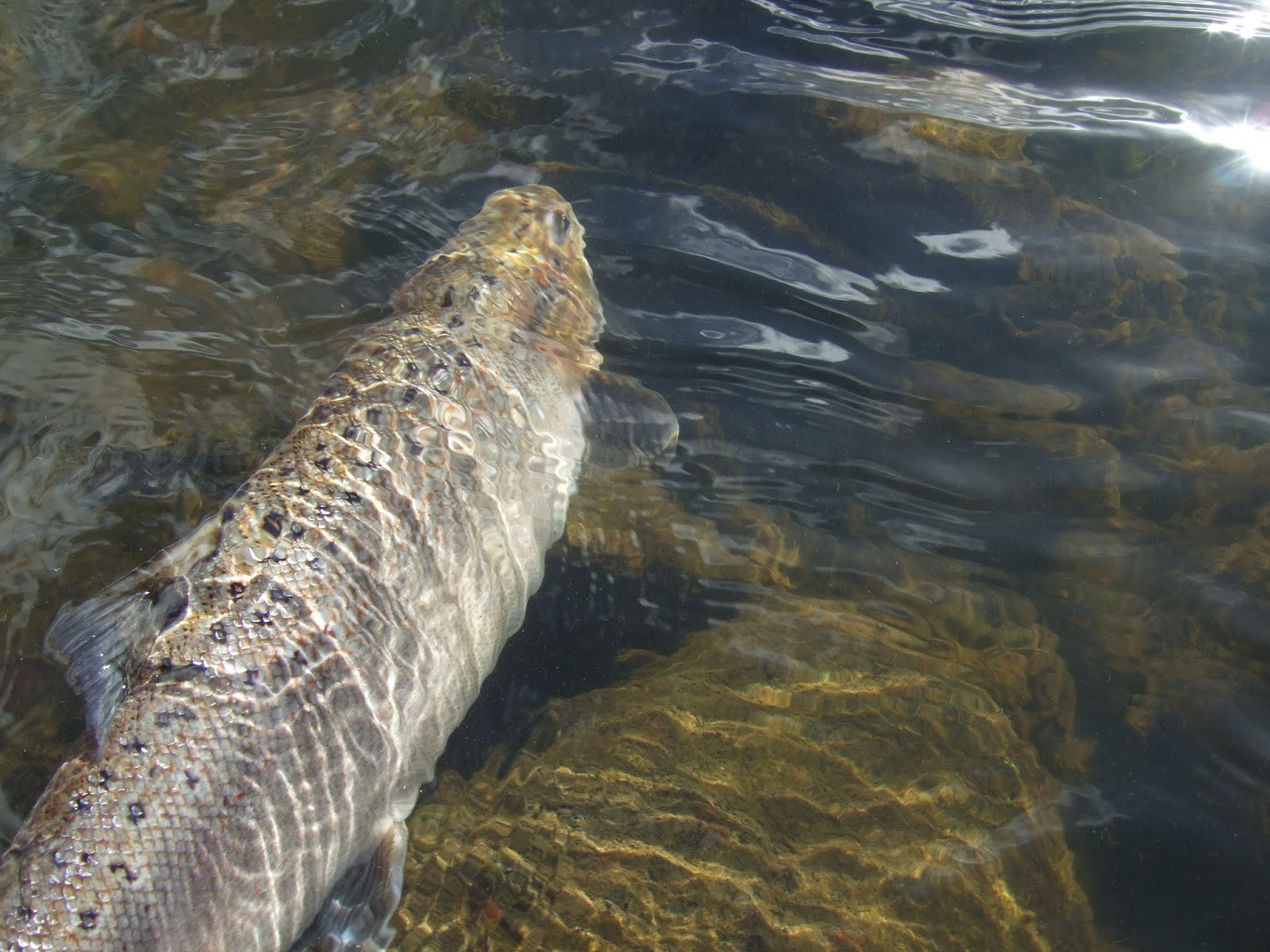 Dee & Don Salmon Fishing 10lb Hen Salmon From The River Don Today