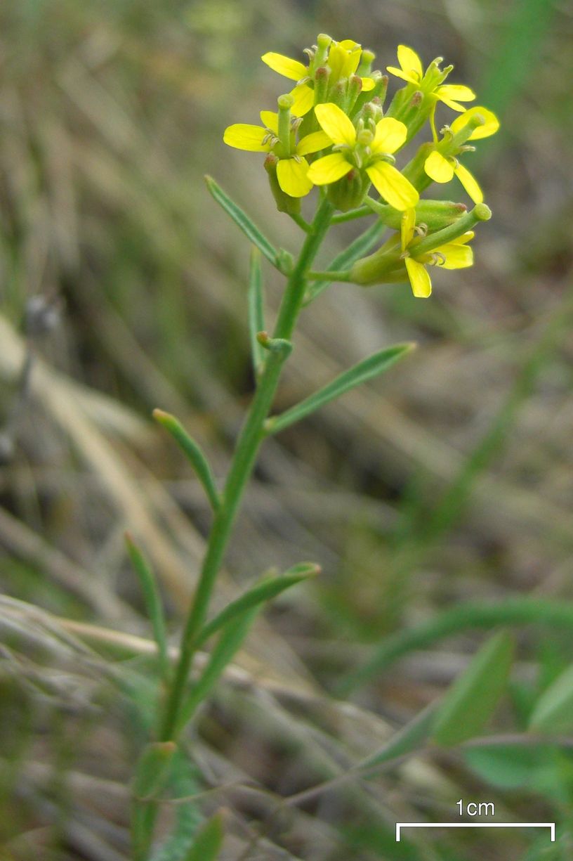 Plants, insects and animals Treacle mustard