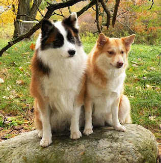 Everything about your Icelandic Sheepdog - LUV My dogs