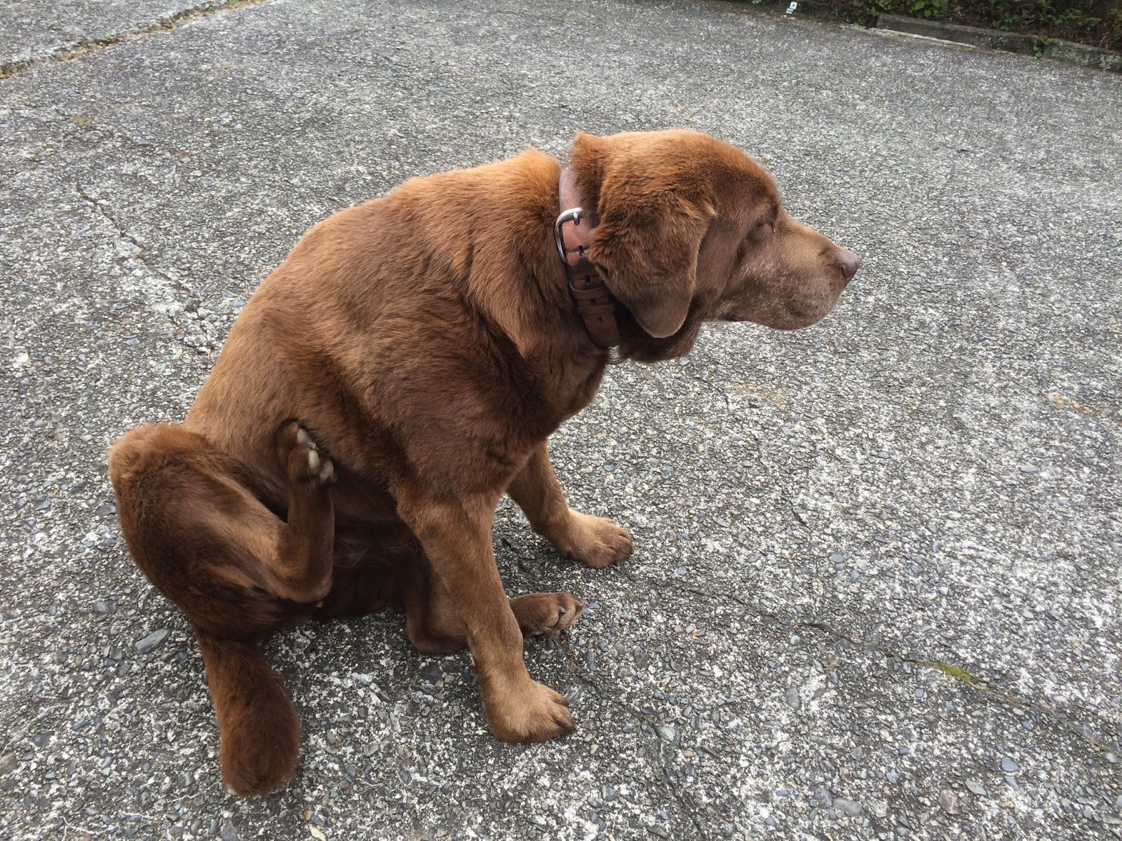 スペインにはいくつの気候がありますか?