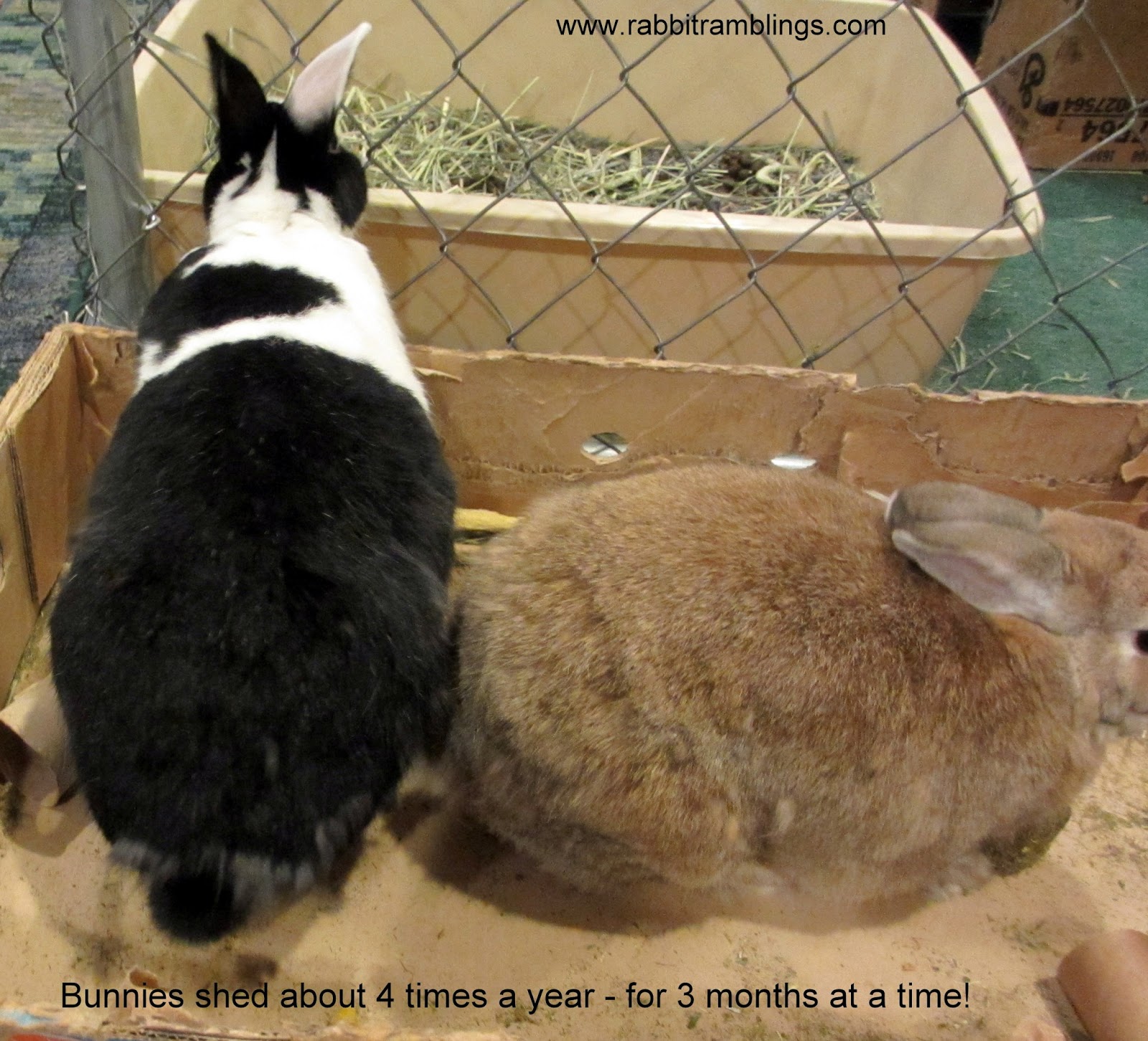 Rabbit Ramblings Do bunnies shed?!?
