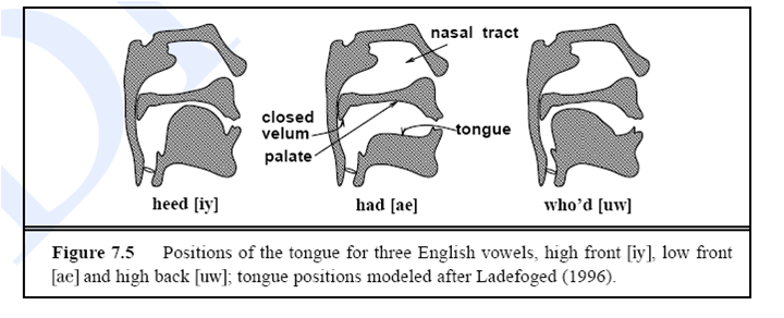 Apeace Cgek: English Phonetic & Phonolgy