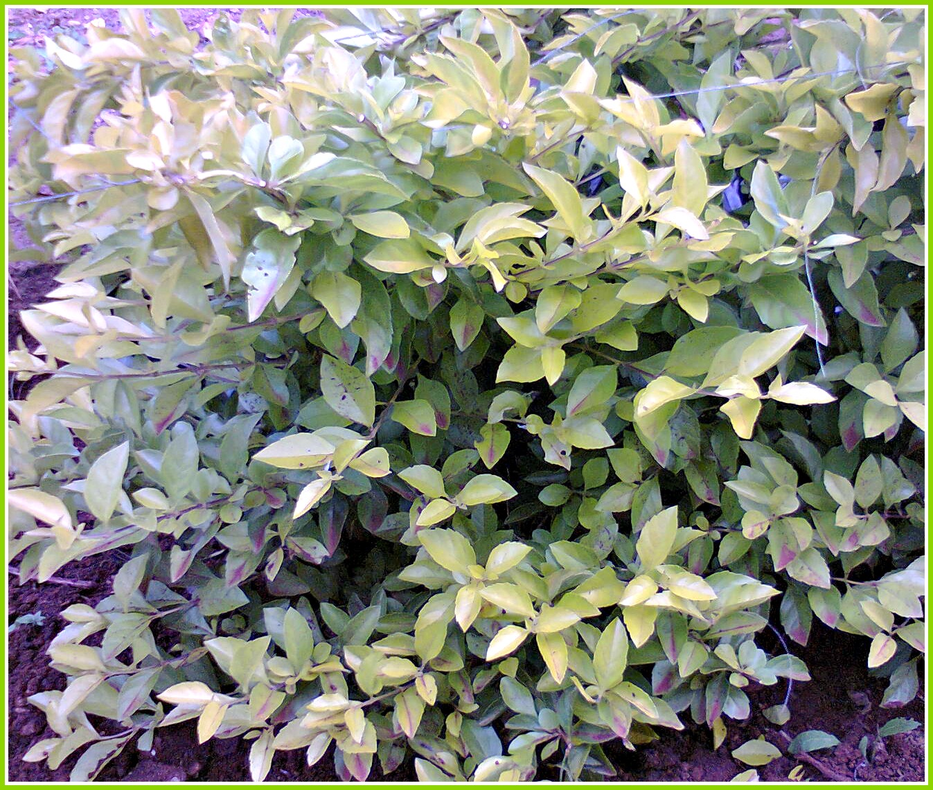 Jade Gardens Farm How to create a Short Hedge in your Flower Garden