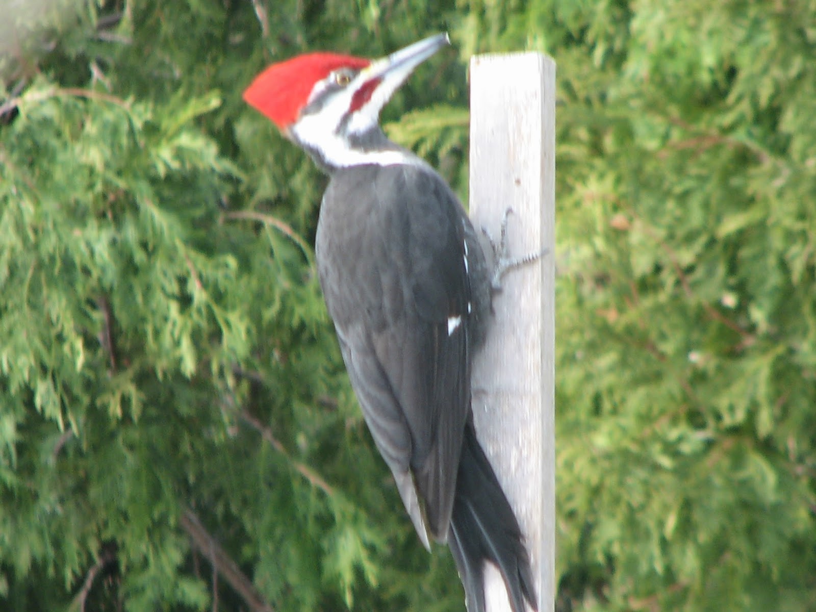 South Burlington birds Pileated Woodpecker photos Litter with a