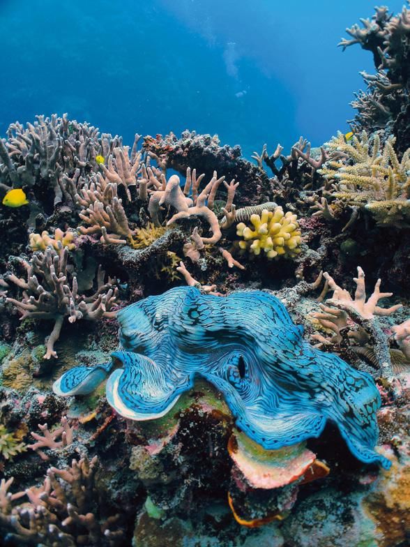 The famous giant clam, the world’s largest species of mollusk The famous giant clam, the world’s largest species of mollusk