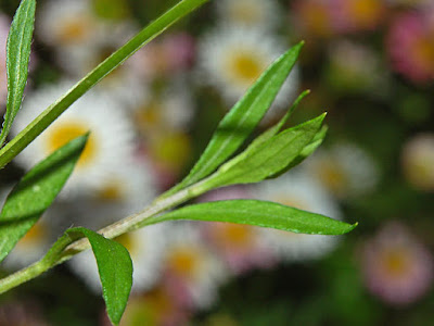 Mexican Fleabane Erigeron karvinskianus leaf flower