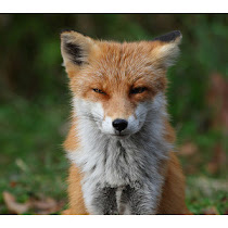 Disgruntled Fox