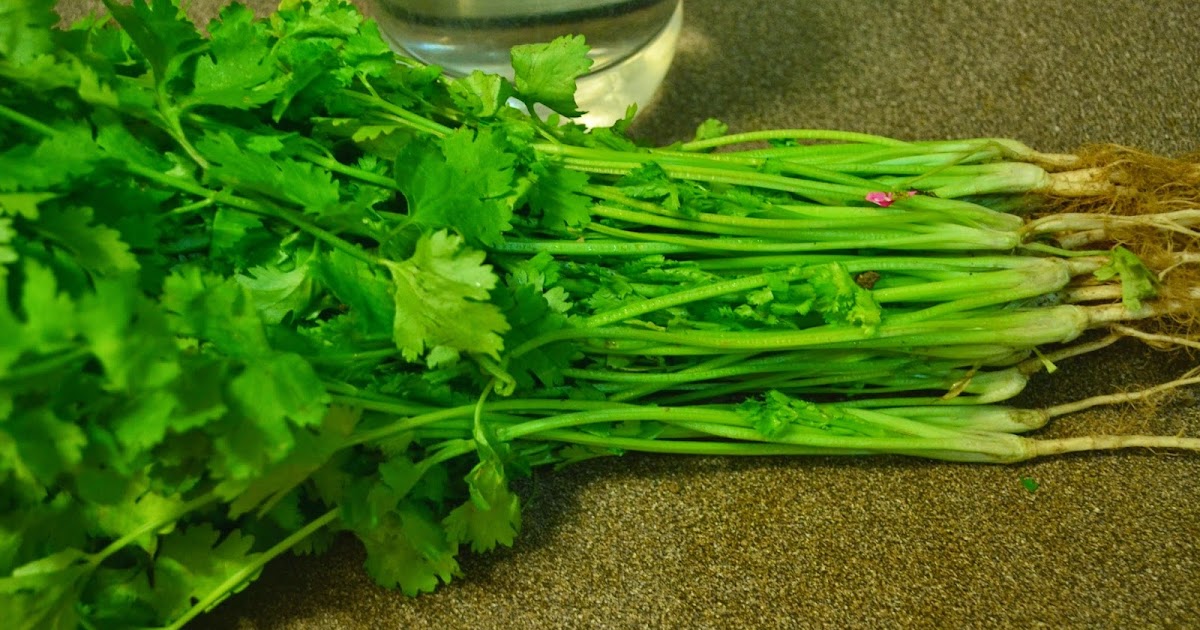 How to store Coriander/Cilantro fresh in the fridge for more than 2 weeks!
