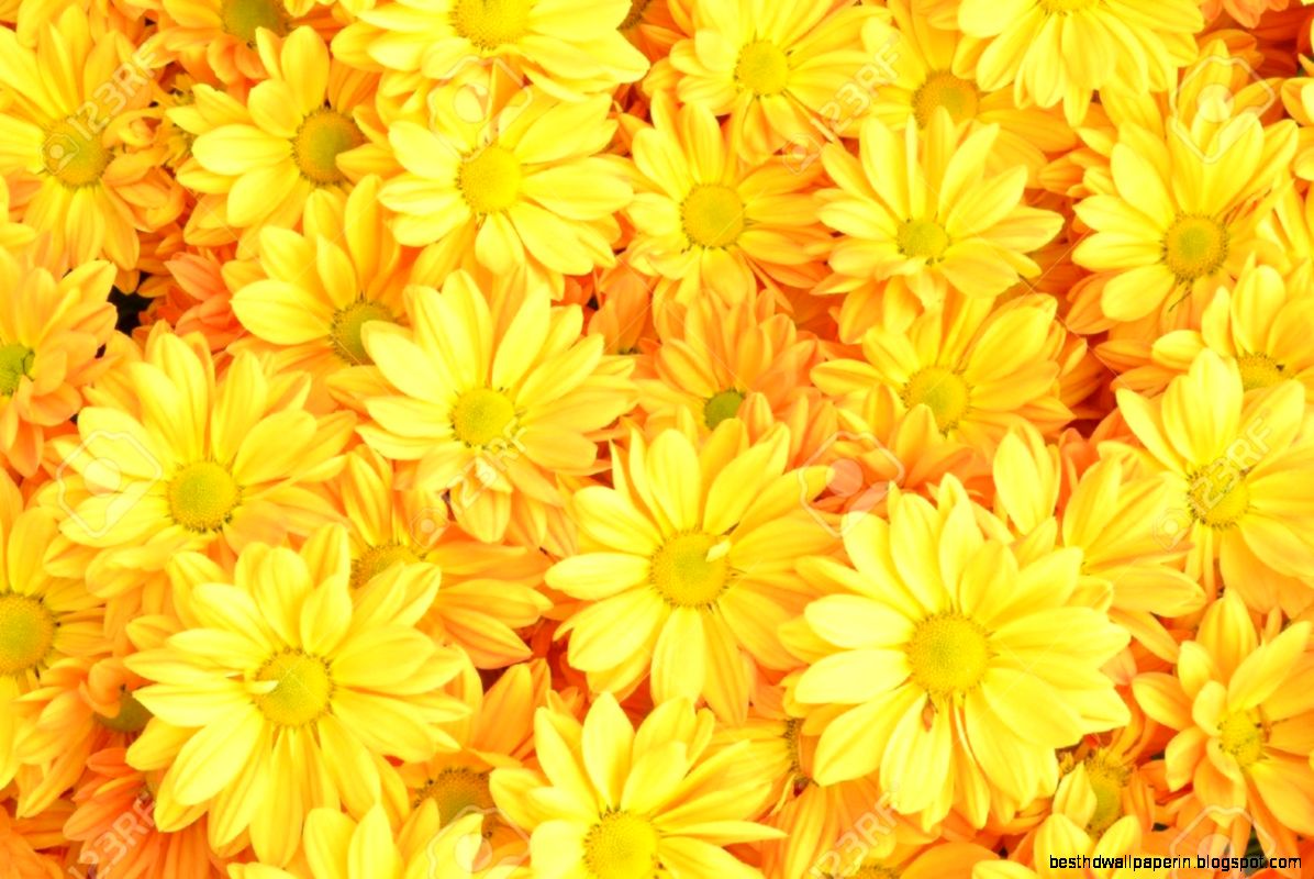 Yellow Chrysanthemum Flowers Background Stock Photo Picture And