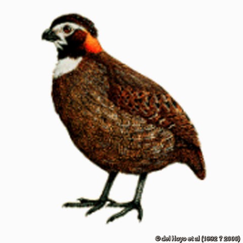 Tierra de pavos, francolines, faisanes y perdices Corcovado del