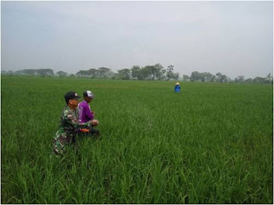 BABINSA KARUNGAN TURUN SAWAH BERSAMA PETANI PUPUK PADI