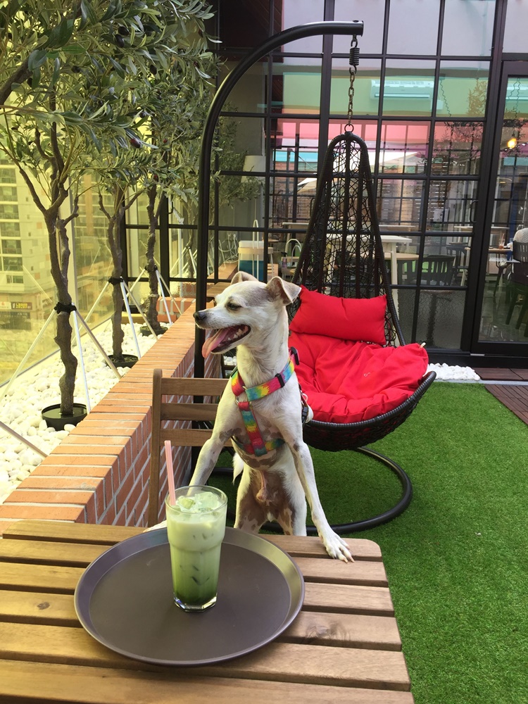 HAPPYHAZEL Cool Roof Top Dog Cafe in Korea!