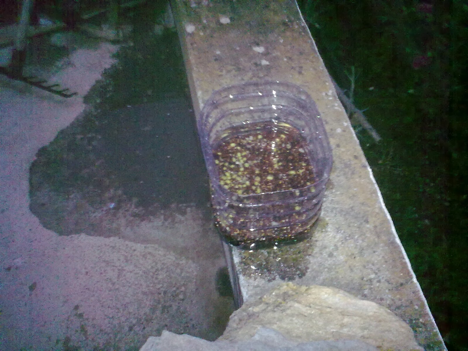 AUSTRALIAN BIRDS Seeds germinated