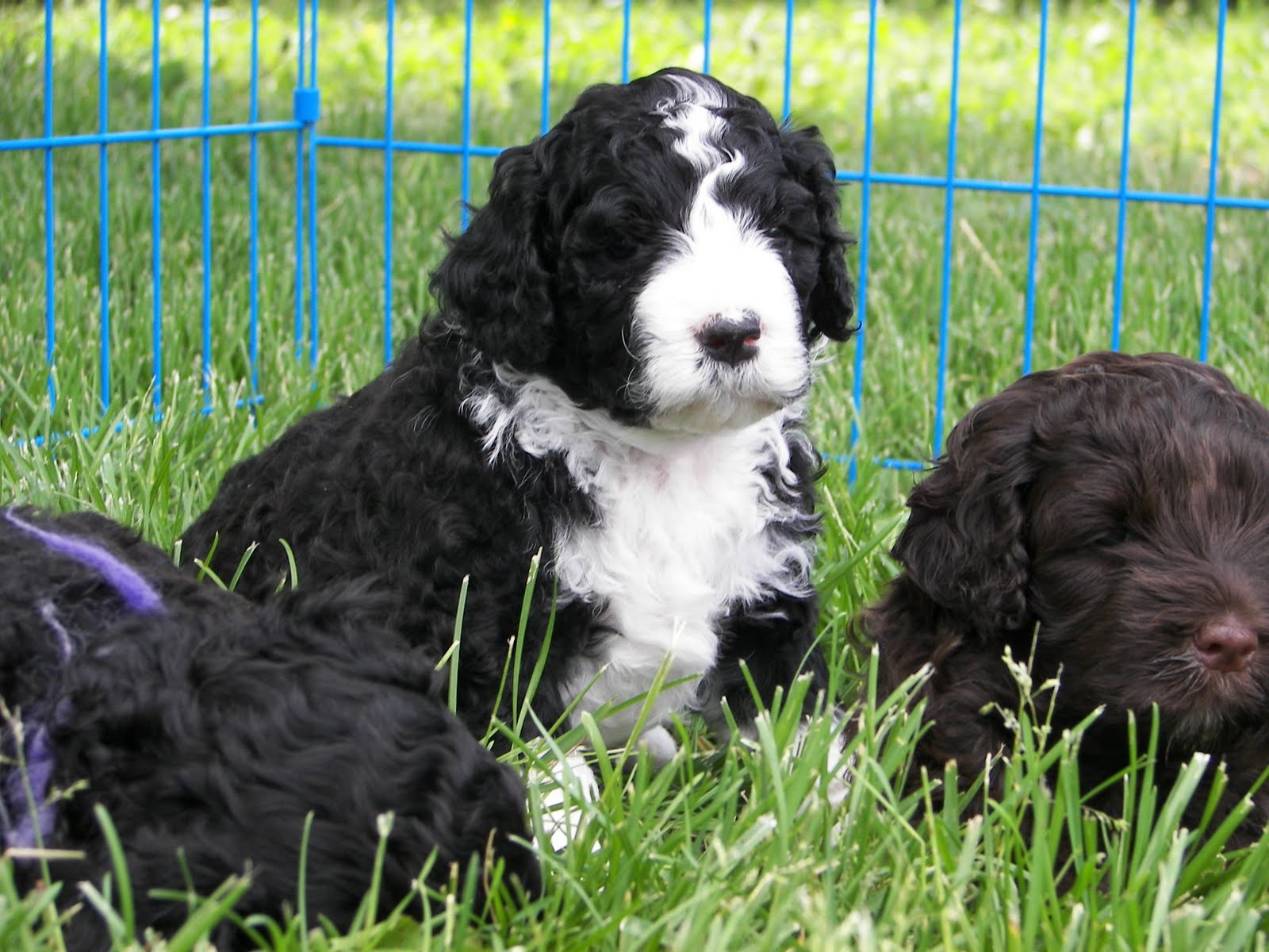 Pili Lani Portuguese Water Dogs