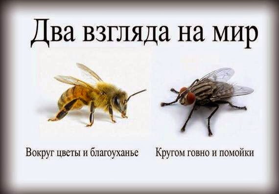 personale sarto: Муха и пчела