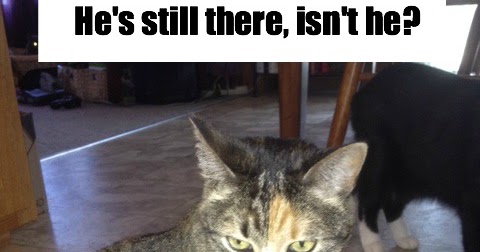 Catladyland: Cats are Funny: Jeepers, Creepers!