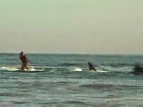 shark fishing and surfing