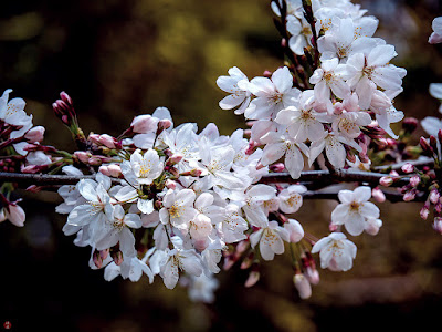 Someiyoshino sakura (Prunus × yedoensis) blossoms: Engaku-ji