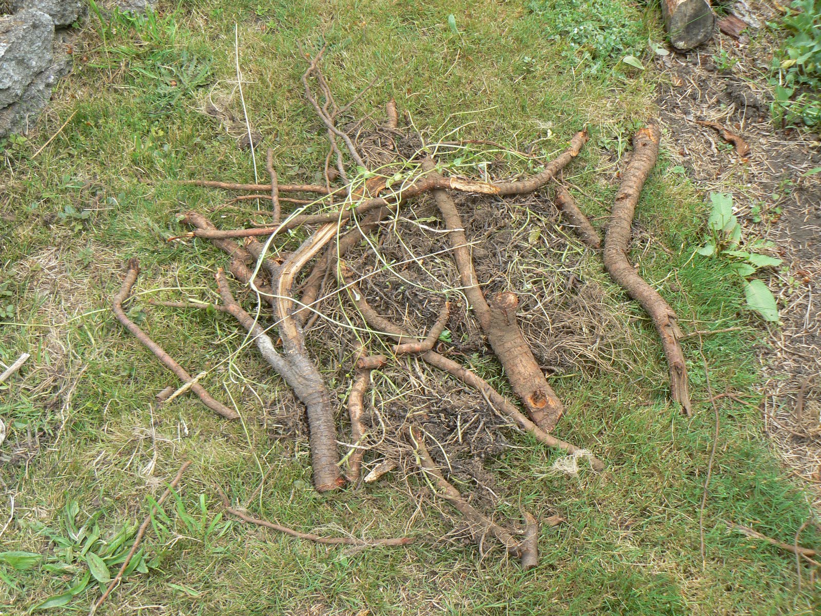 the-trinidad-garden-taking-out-a-tree-stump-by-hand