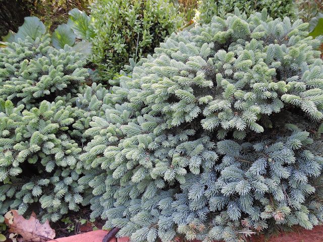 picea pungens Waldbrunn