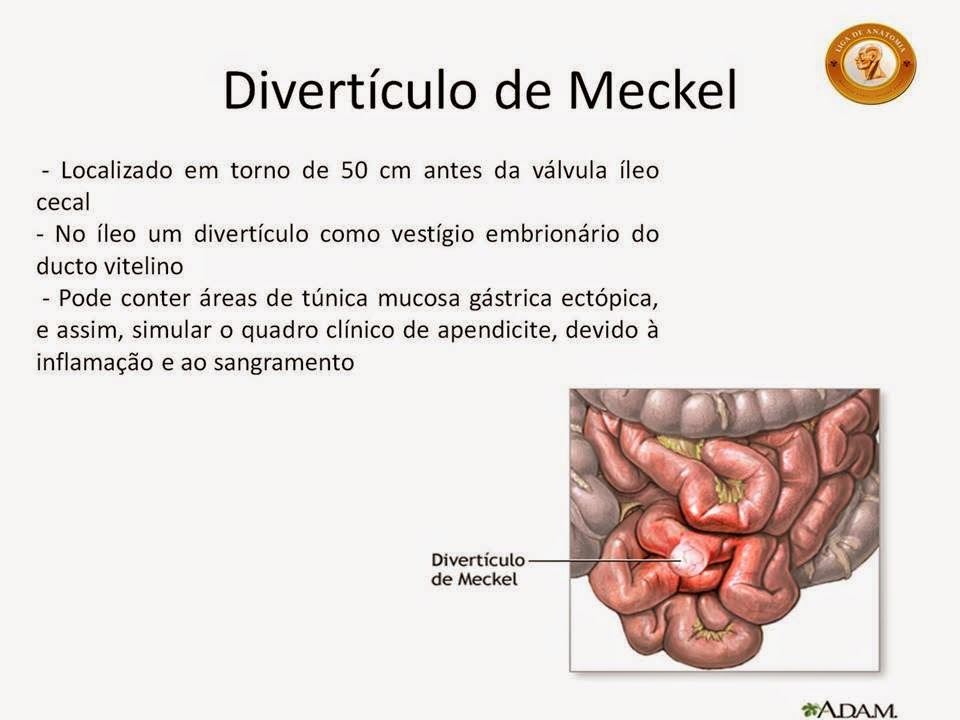 Liga de Anatomia ULBRA JEJUNO, ÍLEO