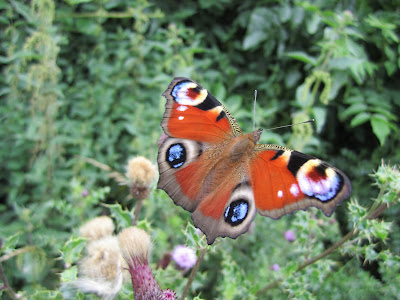 Inachis io - Peacock Butterfly