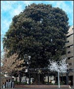 Ficus de Sto. Domingo