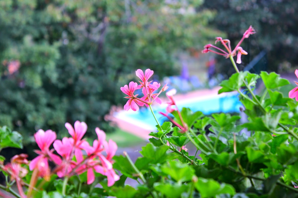 Dal mio balcone al Podere Casale: i gerani rosa e la piscina - foto di Elisa Chisana Hoshi