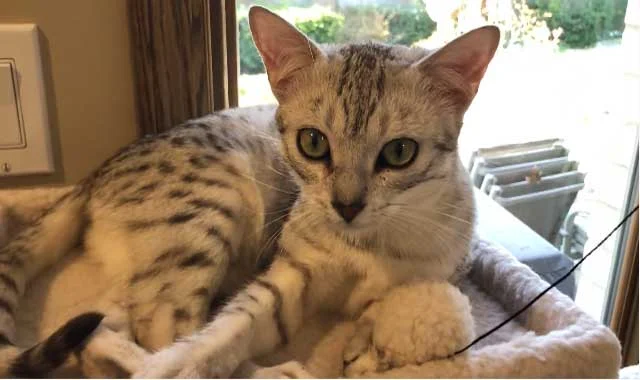 Egyptian Mau Cat Breed Information