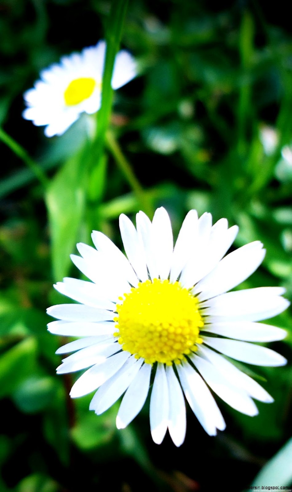 Spring Flower Wallpaper for Galaxy S5