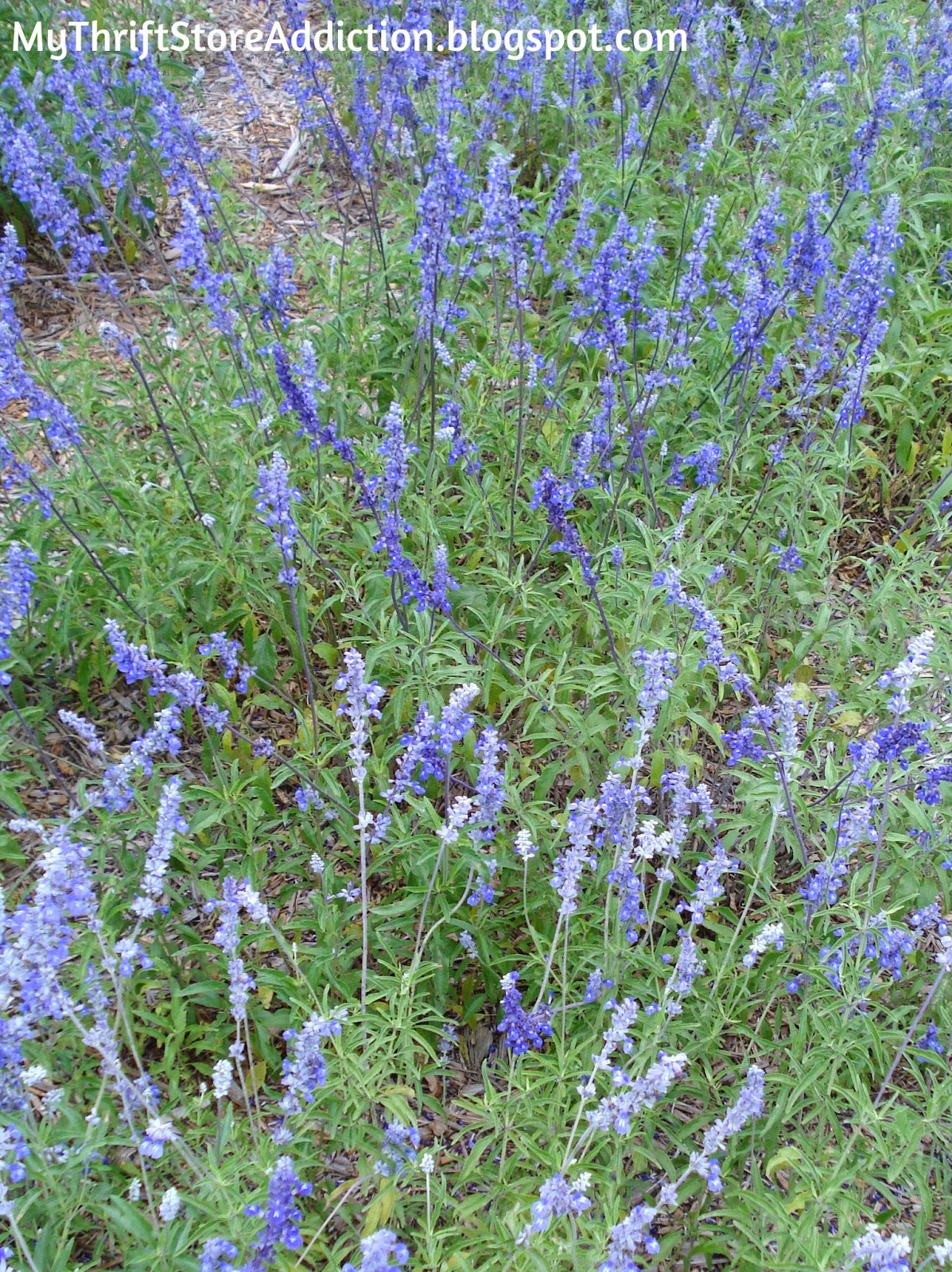 vibrant blue sage