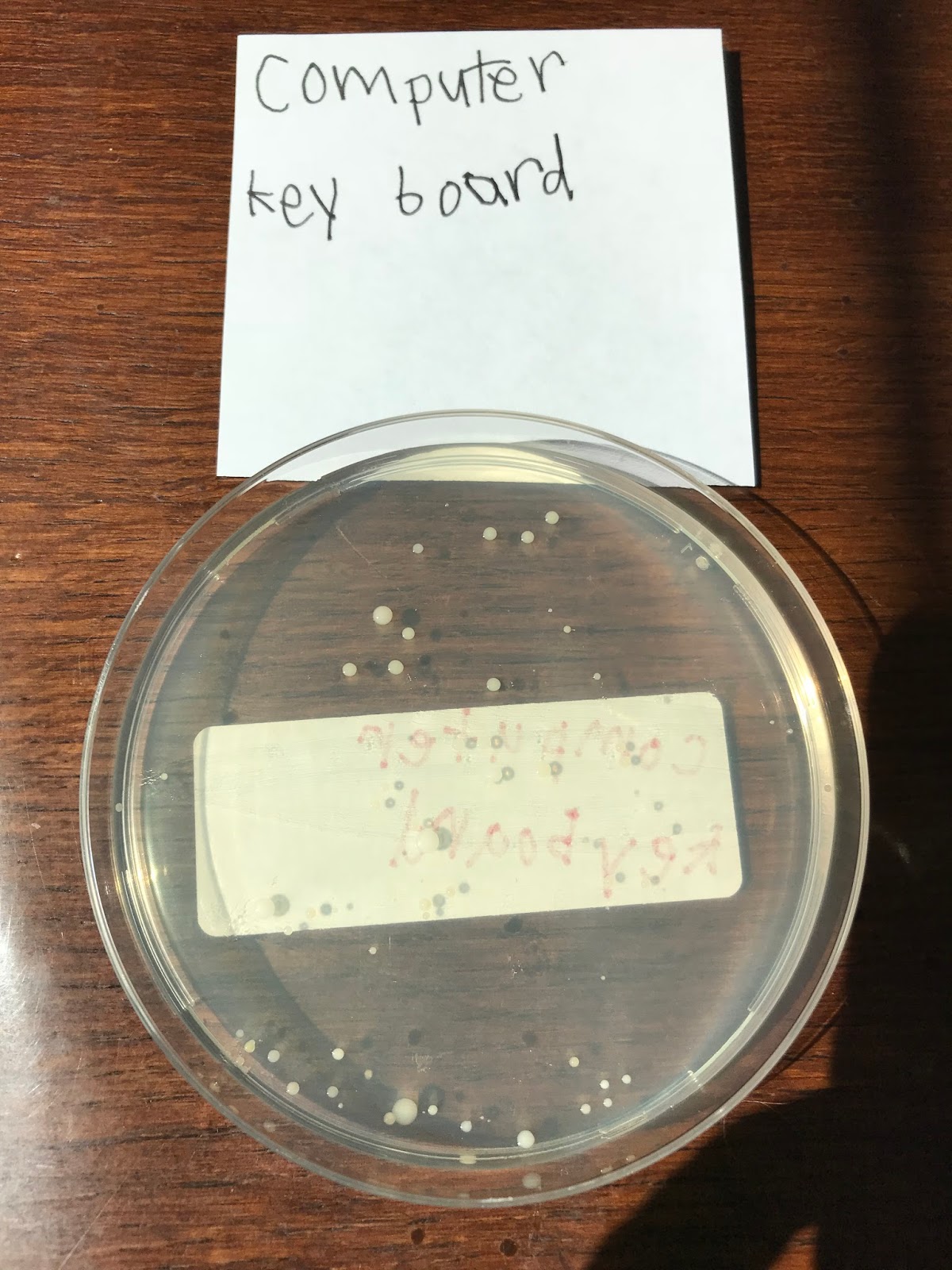 to the Krazy Kingdom Bladen's Science Fair Project "What Surface In My House Has The